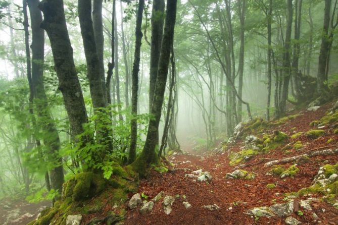 Las miguitas de pan habían desaparecido: foto en Zegama