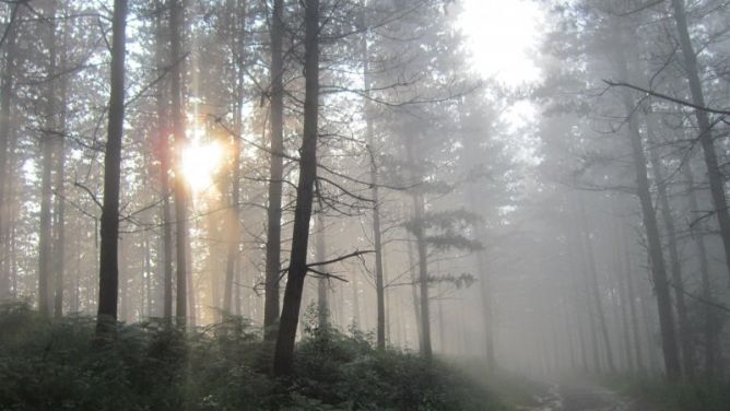 luz en la niebla: foto en Berrobi