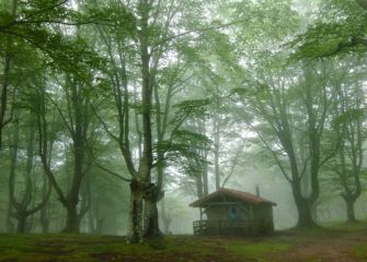 En lo mas profundo del bosque