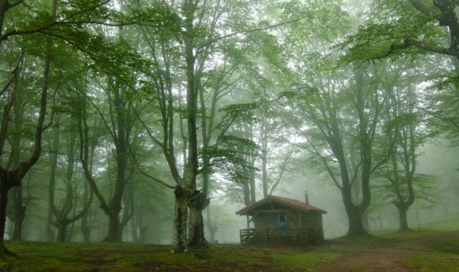 En lo mas profundo del bosque: foto en Oiartzun