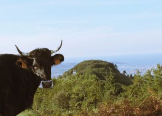 Muuuuuu