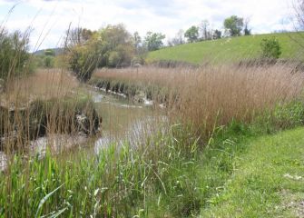 El ocaso en la marisma
