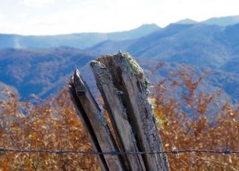 Olor madera