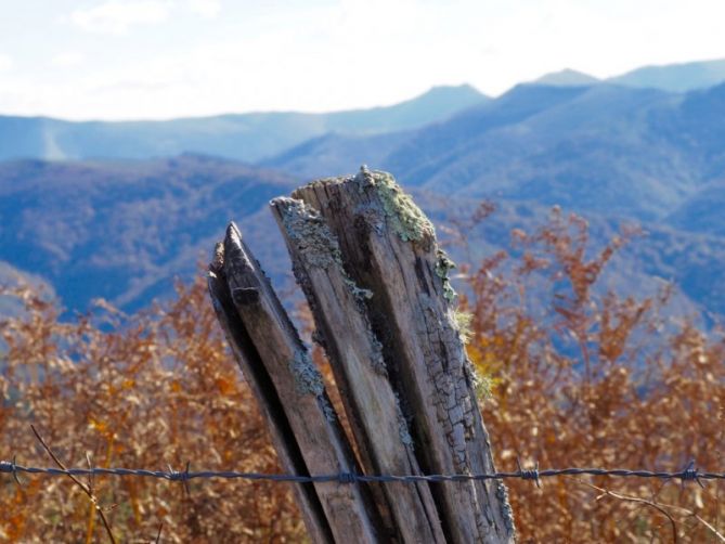 Olor madera: foto en Oiartzun