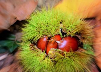 Otoño