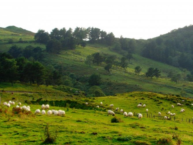 ovejas pastando: foto en Hondarribia