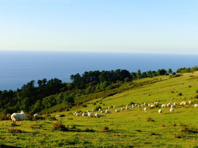 ovejas pastando: foto en Hondarribia