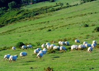 ovejas pastando