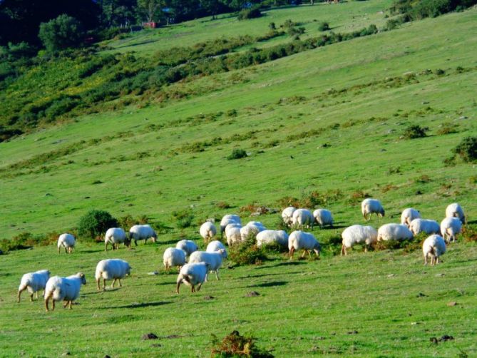 ovejas pastando: foto en Hondarribia