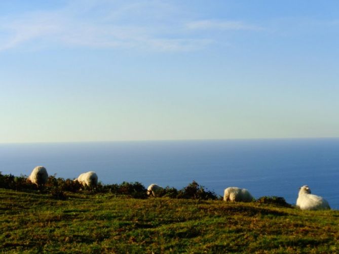 ovejas pastando: foto en Hondarribia