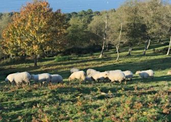 Ovejas pastando en Jaizkibel