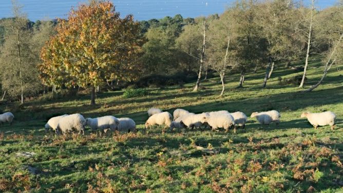 Ovejas pastando en Jaizkibel: foto en Hondarribia