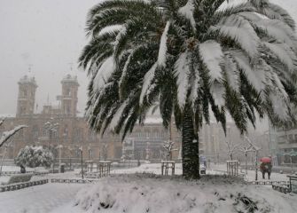 Palmera nevada