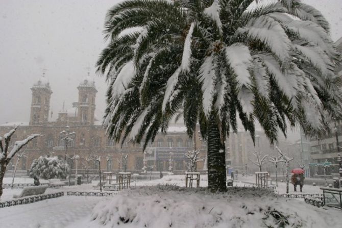 Palmera nevada: foto en Donostia-San Sebastián