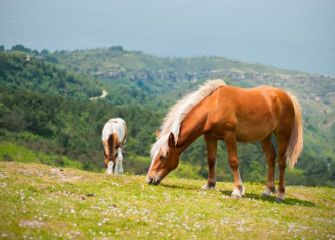 Pottokas en Jaizkibel