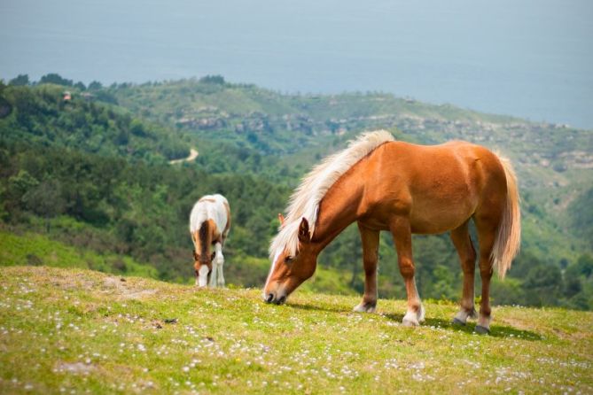 Pottokas en Jaizkibel: foto en Hondarribia