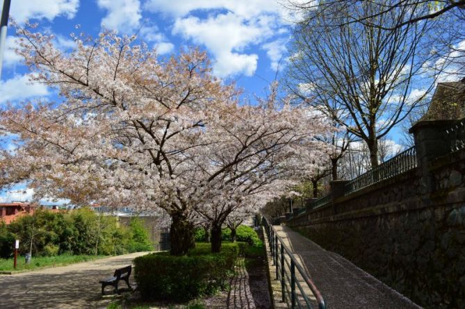 Primavera: foto en Hernani