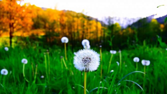 Primavera de colores: foto en Mutiloa