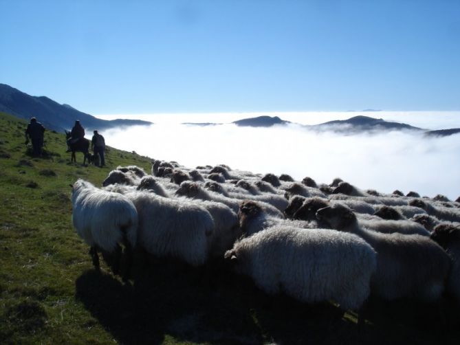 rebaño de ovejas en Andraitz: foto en Zegama