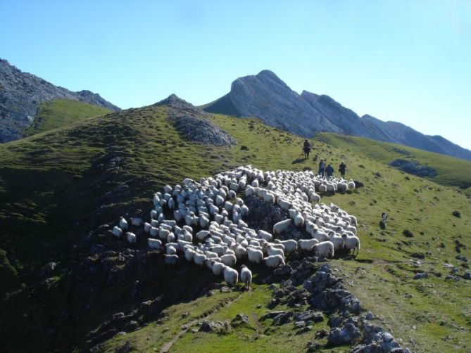 rebaño de ovejas en Andraitz: foto en Zegama