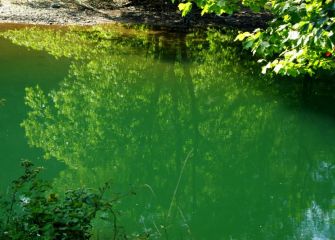 Reflejos en el Rio Bidasoa