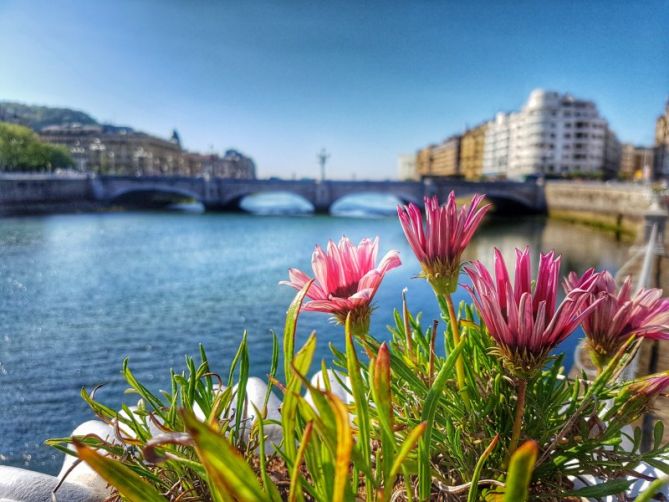 Rio de flores: foto en Donostia-San Sebastián