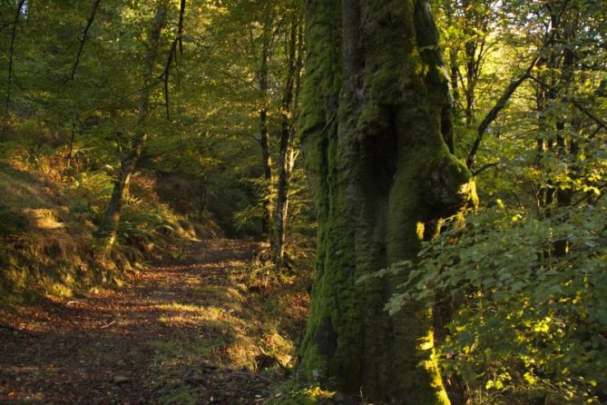 Señor árbol: foto en Beizama