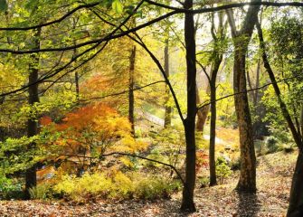 Soñando en Otoño