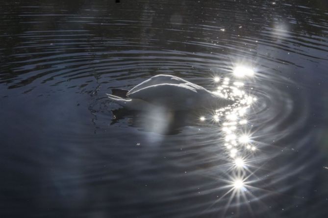 Sumergirse a otro mundo: foto en Irun