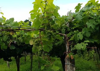 Uva del caldo de Getaria