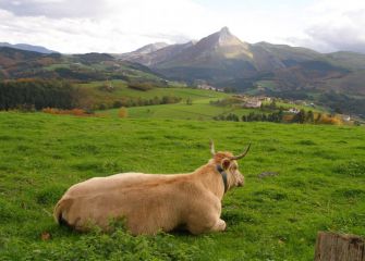 Vaca relajada ante el monte txindoki