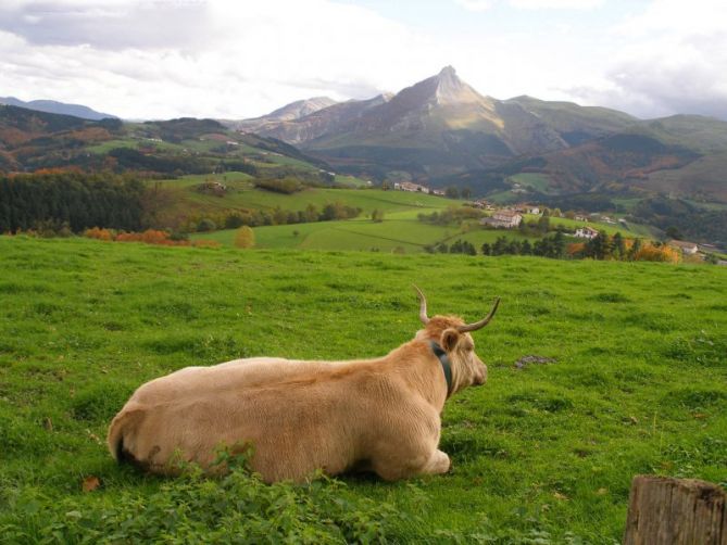 Vaca relajada ante el monte txindoki: foto en Lazkao