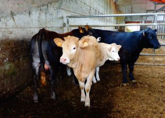 Vacas