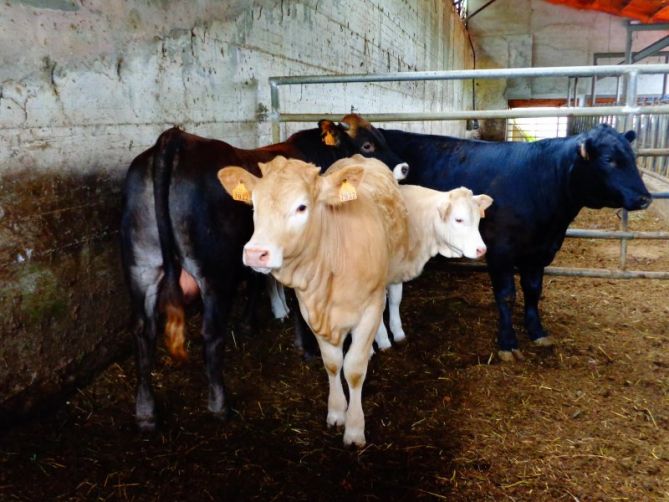 Vacas: foto en Irun