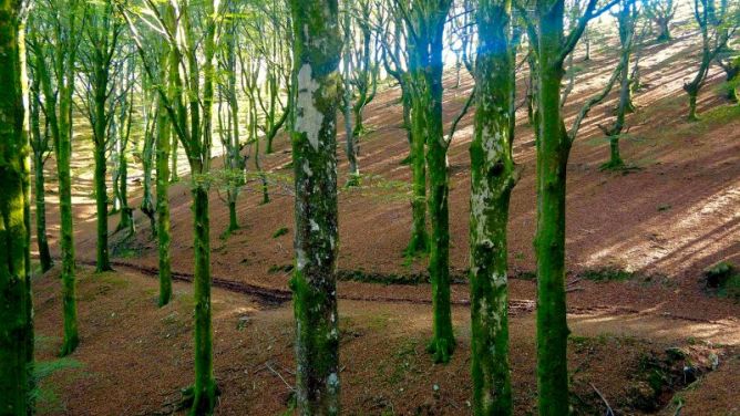 Verde y naranja: foto en Oiartzun