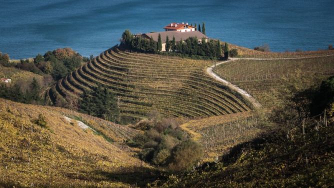 Viñedos de txakoli: foto en Getaria