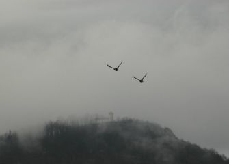 A vista de pato