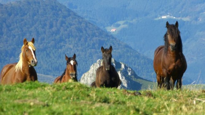 zaldiak: foto en Abaltzisketa