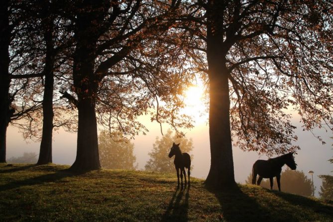 Busquando el sol: foto en Zumarraga