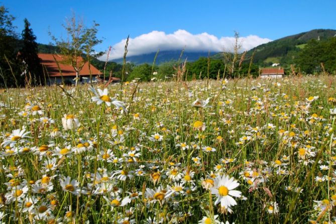 Primavera goierritarra: foto en Segura