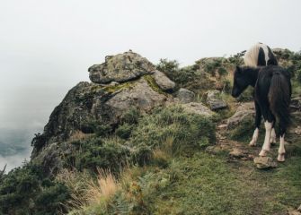 Zaldiak