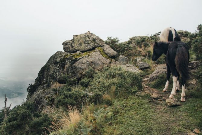 Zaldiak: foto en Errenteria