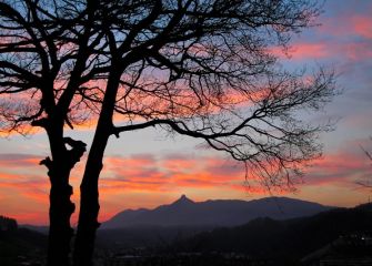 Arbol al amanecer