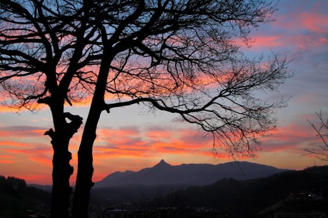 Arbol al amanecer: foto en Beasain