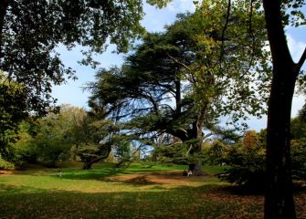 EL ARBOL DE LA ESPERIENCIA