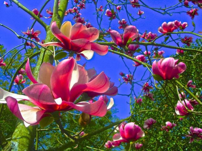 Arboles en Flor: foto en Zarautz