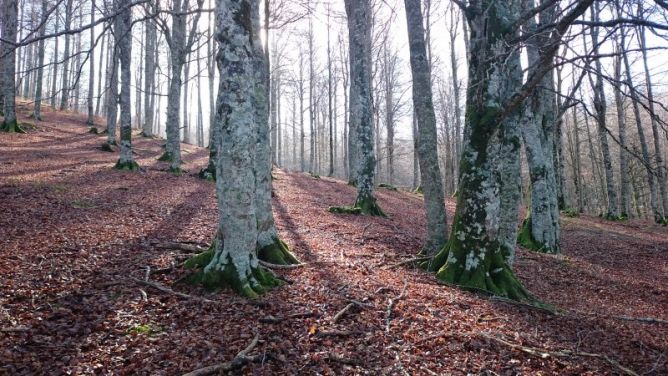 Argtxoren Aldapa: foto en Berastegi