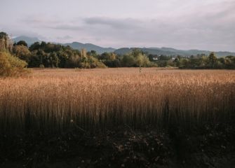 Atardecer en las marismas