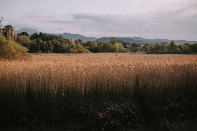 Atardecer en las marismas: foto en Hondarribia