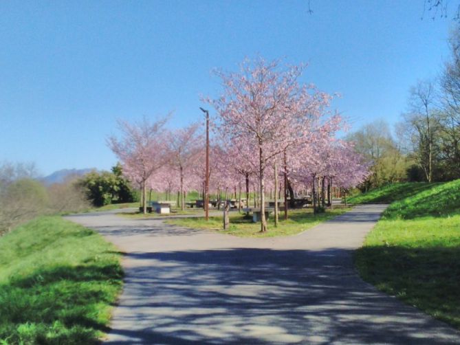 Belleza primaveral en Ametzagaña: foto en Donostia-San Sebastián